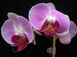 Orchideje - pro začátečníky