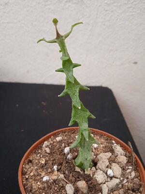 Ceropegia simoneae f. green - 1