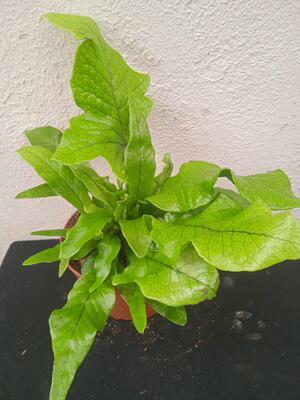 Microsorum musifolium - 1