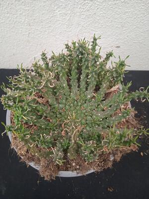 Euphorbia pugniformis - 1