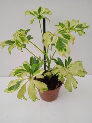 Schefflera arboricola 'Janine' - 1