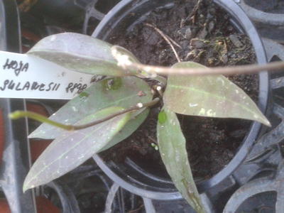 Hoya sp. Sulawesi 8868