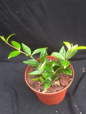 Peperomia angulata (menší) - 1
