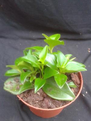 Peperomia periskiifolia (menší) - 1