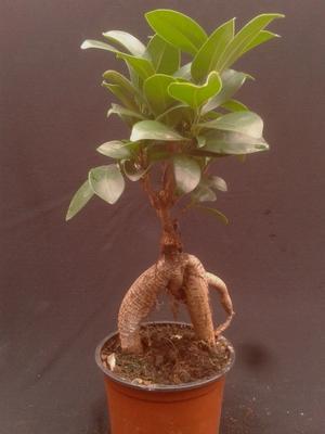 Bonsai - Ficus Ginseng - 1