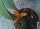 Maxillaria discolor - 1/3