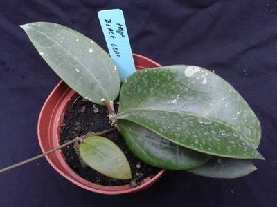 Hoya parasitica 'Black leaf'