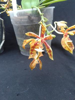 Phalaenopsis mannii v. boxalii - 1