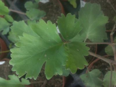 Pelargonium gibbosum - 1