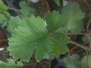 Pelargonium gibbosum - 1/2