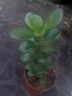 Crassula ovata, drobný list