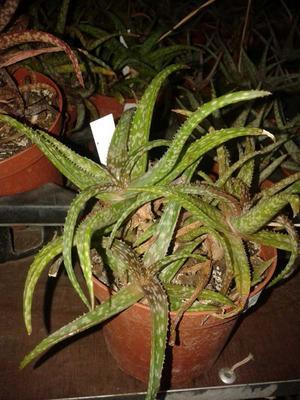 Aloe bakeri - 1