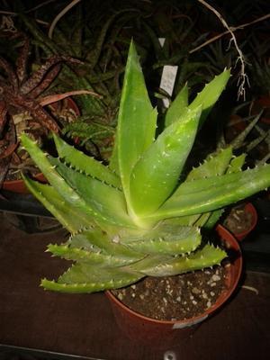 Aloe mitriformis (větší rostlina) - 1