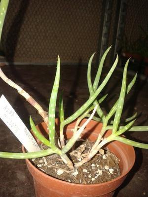 Aloe millotii - 1