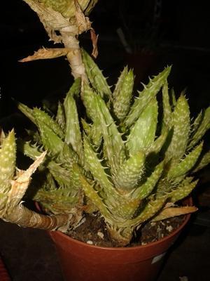 Aloe squarrosa - 1