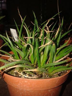 Aloe sanderae - 1