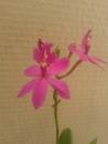 Epidendrum Pretty Princess “Miss Mesumi” - 1/2