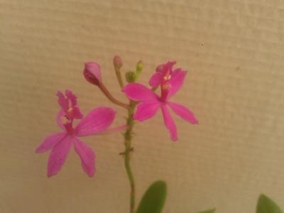Epidendrum Pretty Princess “Miss Mesumi” (menší rostliny) - 1