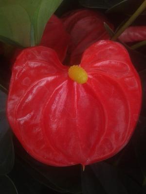Anthurium andreanum 'Red' - 1
