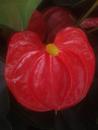 Anthurium andreanum 'Red' - 1/3