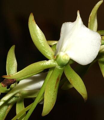 Angraecum eburneum ssp. xerophilum - 1