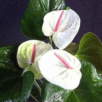 Anthurium andreanum  'White Heart' - 1