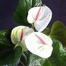 Anthurium andreanum  'White Heart' - 1/2