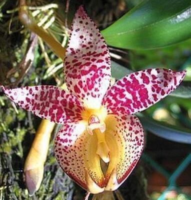 Bulbophyllum macranthum - 1