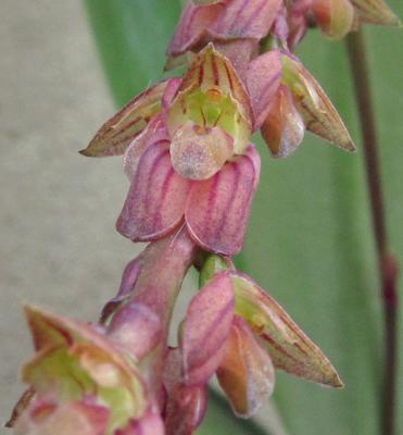 Bulbophyllum rigidum - 1