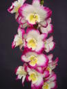 Dendrobium Chian-Tzy Mild ‘CT-Fairy Kiss’ - 1/2