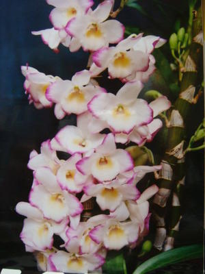 Dendrobium Chian-Tzy Darumanes ‘Mona Lisa’ - 1