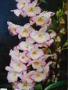 Dendrobium Chian-Tzy Darumanes ‘Mona Lisa’ - 1/3