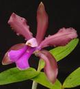 Cattleya bicolor - 1/4