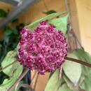 Hoya cinnamomifolia v. purpureofusca - 1/3