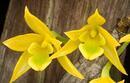 Dendrobium trigonopus - 1/4