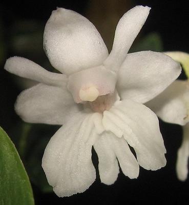 Dendrobium aberrans - 1