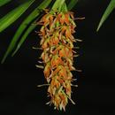 Epidendrum ferrugineum - 1/3
