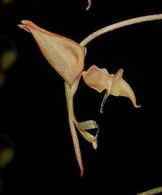 Gongora aromatica (menší trs)