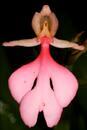 Habenaria rhodocheila 'Pink' - 1/2