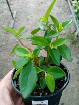 Peperomia periskiifolia - 1