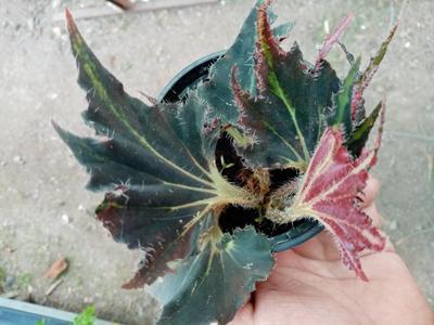 Begonia 'Black Fang' - 1