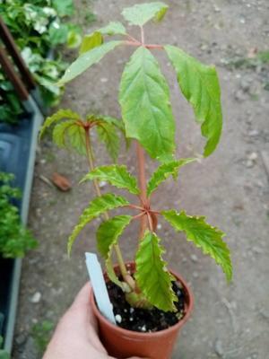Begonia carolineifolia - 1
