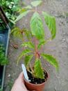 Begonia carolineifolia - 1/2