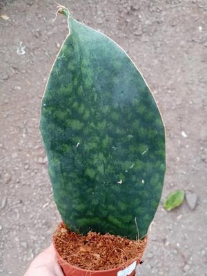 Sansevieria 'Big Leaf Crown'