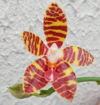 Phalaenopsis Good Cheer - 1