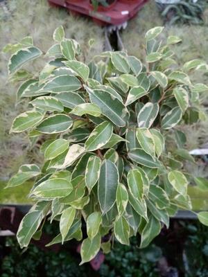 Ficus benjamina (bílozelený) - 1