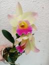 Katleya (Cattleya) - kvetoucí orchidej #9 - 1/2