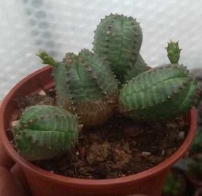 Euphorbia obesa 'monstruosa'
