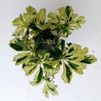 Schefflera arboricola (mini) - 1