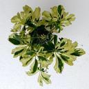 Schefflera arboricola (mini) - 1/3
